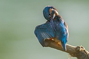 Eisvogel, Alcedo atthis