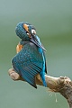 Eisvogel, Alcedo atthis