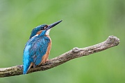 Eisvogel, Alcedo atthis