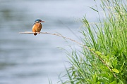 Eisvogel, Alcedo atthis