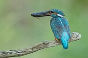 Eisvogel, Alcedo atthis