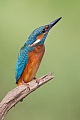 Eisvogel, Alcedo atthis