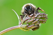 Dunkle Erdhummel , Bombus terrestris