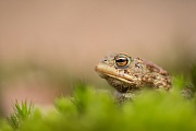 Erdkröte, Bufo bufo