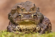 Erdkröte, Bufo bufo