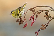 Erlenzeisig, Caduelis spinus