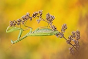 Europäische Gottesanbeterin, Manitis religiosa