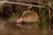 Europäischer Laubfrosch , Hyla arborea