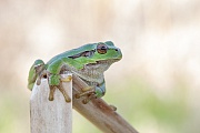 Europäischer Laubfrosch , Hyla arborea