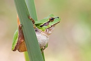 Europäischer Laubfrosch , Hyla arborea