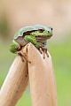 Europäischer Laubfrosch , Hyla arborea