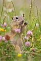 Europäischer Ziesel, Spermophilus citellus