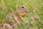 Europäischer Ziesel, Spermophilus citellus