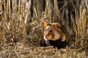 Feldhamster, Cricetus cricetus