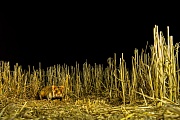 Feldhamster, Cricetus cricetus
