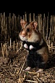 Feldhamster, Cricetus cricetus