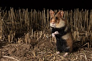 Feldhamster, Cricetus cricetus