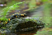 Feuersalamander, Salamandra salamandra