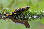 Feuersalamander, Salamandra salamandra