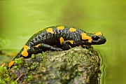 Feuersalamander, Salamandra salamandra