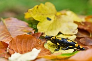 Feuersalamander, Salamandra salamandra