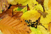 Feuersalamander, Salamandra salamandra