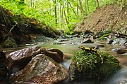 Feuersalamander, Salamandra salamandra