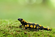 Feuersalamander, Salamandra salamandra