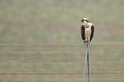Fischadler, Pandion haliaetus