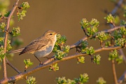 Fitis, Phylloscopus trochilus