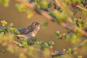 Fitis, Phylloscopus trochilus