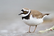 Flussregenpfeifer, Charadrius dubius