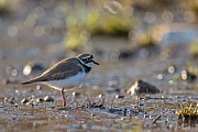 Flussregenpfeifer, Charadrius dubius