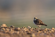 Flussregenpfeifer, Charadrius dubius