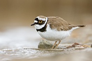 Flussregenpfeifer, Charadrius dubius