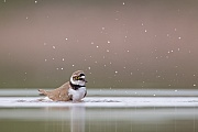 Flussregenpfeifer, Charadrius dubius