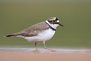 Flussregenpfeifer, Charadrius dubius