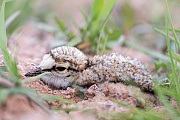 Flussregenpfeifer, Charadrius dubius