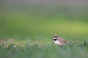 Flussregenpfeifer, Charadrius dubius