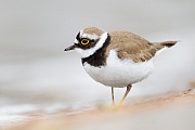 Flussregenpfeifer, Charadrius dubius