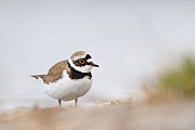 Flussregenpfeifer, Charadrius dubius