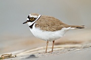 Flussregenpfeifer, Charadrius dubius