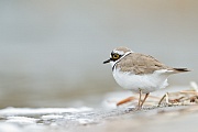 Flussregenpfeifer, Charadrius dubius