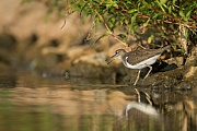 Flussuferläufer, Actitis hypoleucos