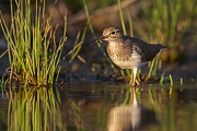 Flussuferläufer, Actitis hypoleucos