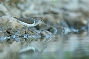 Waldwasserläufer , Tringa ochropus