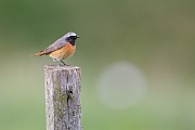 Gartenrotschwanz, Phoenicurus phoenicurus