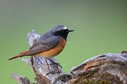 Gartenrotschwanz, Phoenicurus phoenicurus
