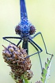 Gebänderte Prachtlibelle, Calopteryx splendens