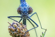 Gebänderte Prachtlibelle, Calopteryx splendens